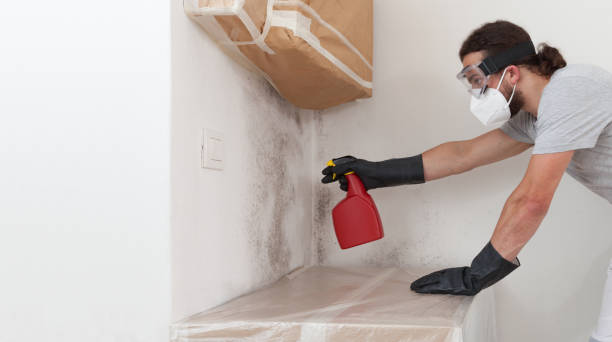 Professional Basement Mold Remediation technician working in Cameron, TX
